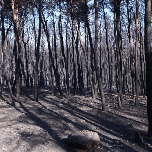 Χωρίς ενεργό μέτωπο η πυρκαγιά στη Δυτική Αττική όπου συνεχίζεται η μάχη με τις αναζωπυρώσεις