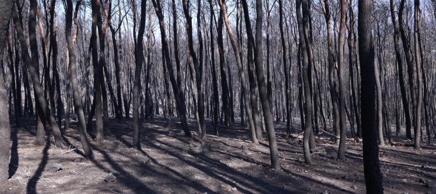 Χωρίς ενεργό μέτωπο η πυρκαγιά στη Δυτική Αττική όπου συνεχίζεται η μάχη με τις αναζωπυρώσεις