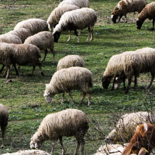 Λέσβος: Κτηνοτρόφος πέθανε από τον καημό του