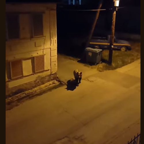 Αρκούδα με το μικρό της ανάμεσα σε σπίτια – Κραυγή αγωνίας από τη Κοζάνη (ΒΙΝΤΕΟ)