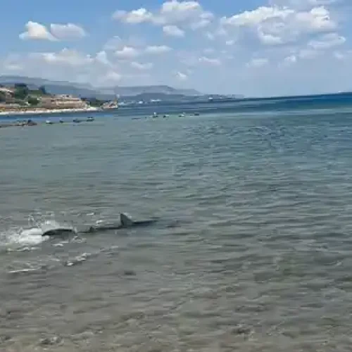Κορινθία: Καρχαρίας εμφανίστηκε στις Κεχριές