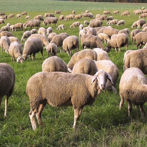 ΡΕ… ΠΕΘΑΙΝΟΥΜΕ!! ΚΑΝΤΕ ΚΑΤΙ…