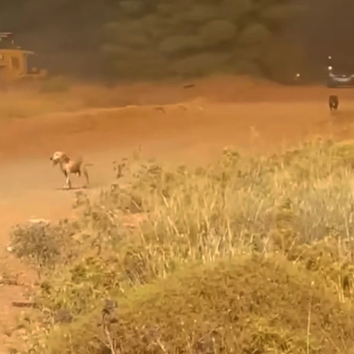 «ΣΠΑΡΑΚΤΙΚΑ ΒΙΝΤΕΟ» – Εθελοντές ρίχτηκαν στις φλόγες για να σώσουν σκυλιά του κυνοκομείου Χαλκίδας