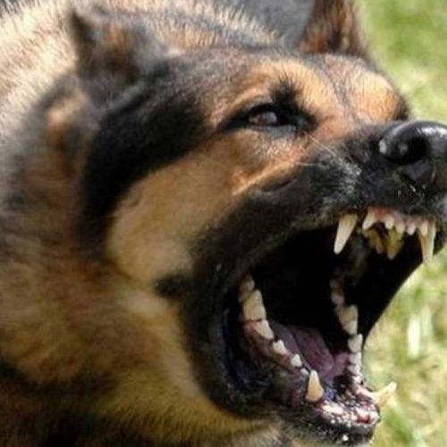 Μητέρα Τσιτσιπά: «Η ΔΙΔΥΜΗ ΑΔΕΡΦΗ μου ήταν εκείνη που ΕΒΓΑΛΕ βόλτα τον ΣΚΥΛΟ» που επιτέθηκε στον 71χρονο