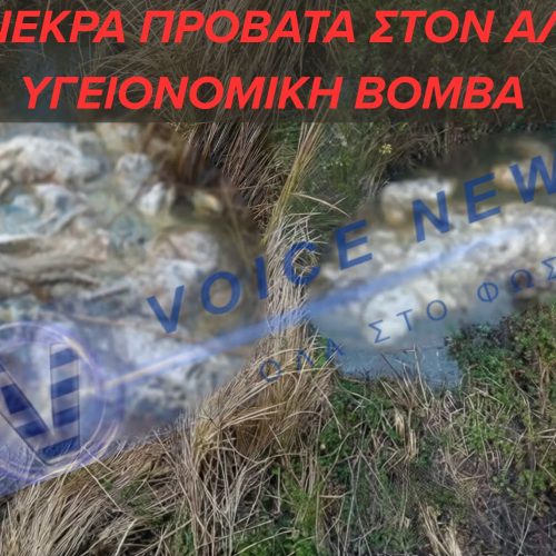 ΣΟΚ ΣΤΟΝ ΑΛΦΕΙΟ- ΜΑΖΙΚΗ ΑΠΟΡΡΙΨΗ ΝΕΚΡΩΝ ΠΡΟΒΑΤΩΝ-ΥΓΕΙΟΝΟΜΙΚΗ ΒΟΜΒΑ