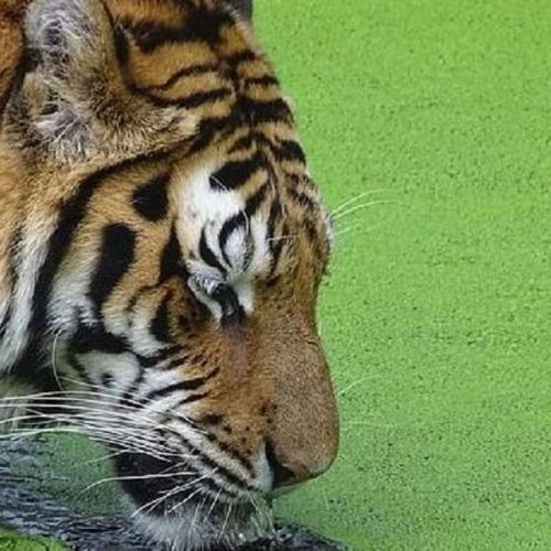Δανία: Ζωολογικός κήπος ζητά κατοικίδια για να ταΐσει τα σαρκοφάγα του