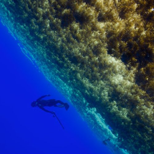 Η  καφέ λωρίδα σε μέγεθος ηπείρου που διασχίζει τον Ατλαντικό δημιουργεί αησυχίες