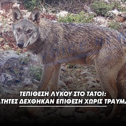 Επίθεση λύκου στο Τατόι: Περιπατητές δέχθηκαν επίθεση χωρίς τραυματισμό