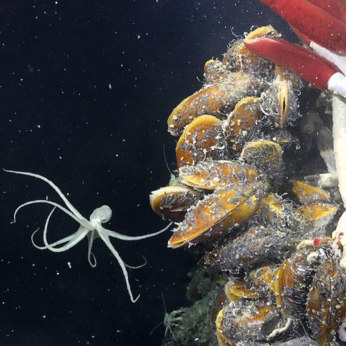 A vulcanoctopus (a small benthic octopus endemic to hydrothermal vents) is seen near muscles and tubeworms near Tica Vent on the East Pacific Rise 2,500 meters deep. Experiments testing the theory of species dispersal through cracks in the Earth's crust were performed in this area.