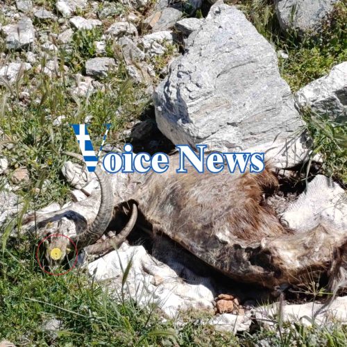 ΕΙΚΟΝΕΣ ΕΓΚΑΤΑΛΕΙΨΗΣ: Παρατημένα τα αμνοερίφια του Αγαθονησίου – Πού πάνε οι επιδοτήσεις;