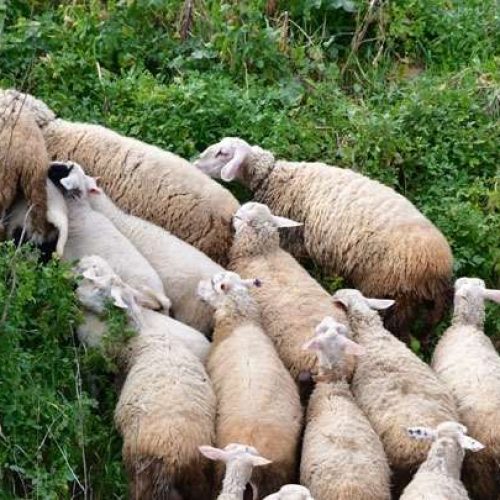 Καρδίτσα: 2 νέα κρούσματα ευλογιάς των προβάτων