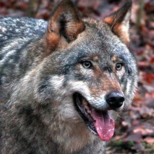 Χαλκιδική: 5χρονο δέχθηκε επίθεση από άγριο ζώο στην περιοχή του Νέου Μαρμαρά