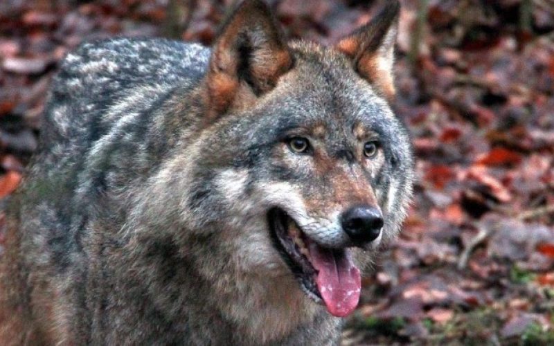 Χαλκιδική: 5χρονο δέχθηκε επίθεση από άγριο ζώο στην περιοχή του Νέου Μαρμαρά