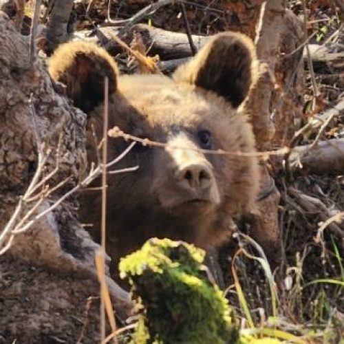 «ΑΠΟΤΡΟΠΙΑΣΜΟΣ» – Σκότωσαν «μητέρα» αρκούδα στην Καστοριά – Τα προηγούμενα «περιστατικά»