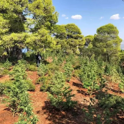 Ρέθυμνο: Εξιχνιάστηκε η χασισοφυτεία με 80 δενδρύλλια – Εντοπίστηκαν οι δράστες