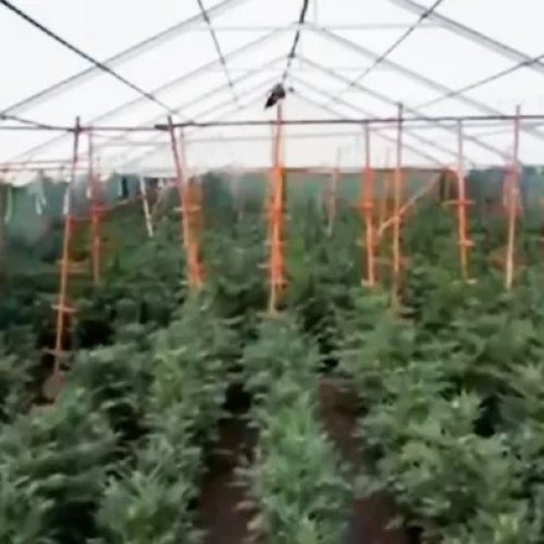 Εντοπίστηκε φυτεία «μαμούθ» με πάνω από 6.600 δενδρύλλια κάνναβης – 11 συλλήψεις (ΒΙΝΤΕΟ)