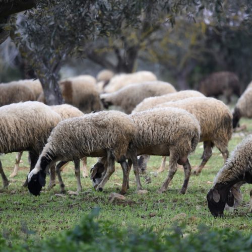 Η ευλογιά σκοτώνει τα αιγοπροβάτα, η ΑΑΔΕ τους κτηνοτρόφους;