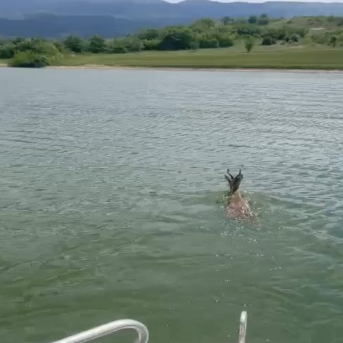 Μοναδικές εικόνες: Ζαρκάδι έκανε… βουτιά και πέρασε τη λίμνη Πολυφύτου