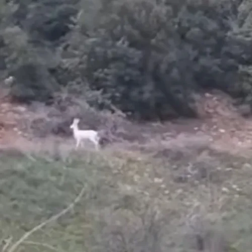 Εντυπωσιακές εικόνες στην Ημαθία: Εντοπίστηκαν σπάνια λευκά ζαρκάδια (ΒΙΝΤΕΟ)